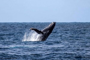 Delfiner, hvaler, snorkling og frokost på Benitiers Island