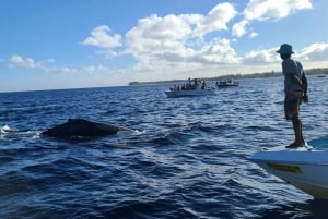 Delfines, ballenas, snorkel y almuerzo en la isla de Benitiers