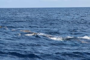 Delfines, ballenas, snorkel y almuerzo en la isla de Benitiers