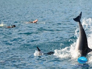 Dolswim - Swim with Dolphins and Whale Watching