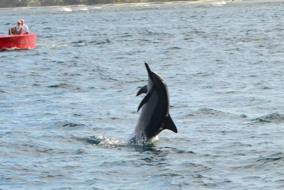 Dolswim - Swim with Dolphins