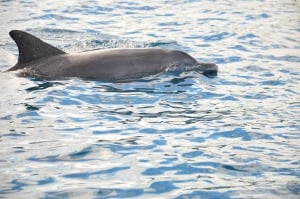 Dolswim - Swim with Dolphins