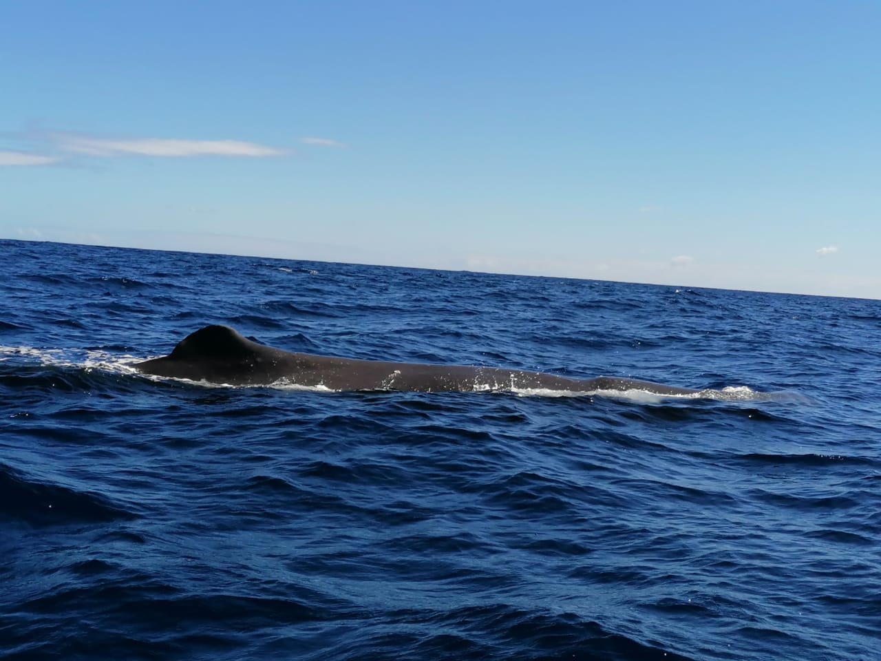 Dolswim - Whale Watching in Mauritius