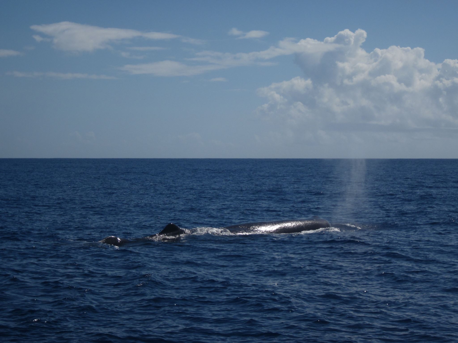 Dolswim - Whale Watching in Mauritius