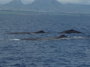 Dolswim - Whale Watching