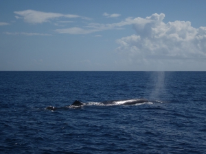 Dolswim - Whale Watching