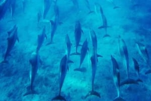 Eco Friendly Dolphin Encounter+Snorkeling&Crystal rock Visit