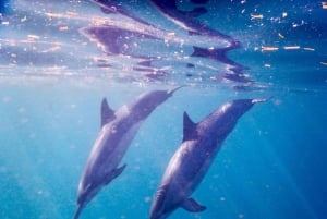 Eco Friendly Dolphin Encounter+Snorkeling&Crystal rock Visit