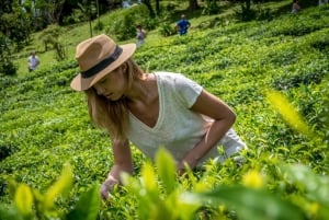 Explore o melhor das Maurícias: excursão guiada de 1 dia de carro