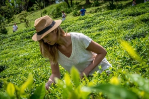 Scopri il meglio di Mauritius: tour guidato di un giorno in auto