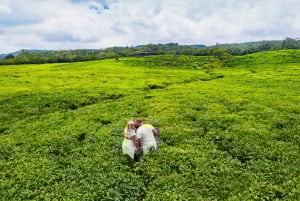 Scopri il meglio di Mauritius: tour guidato di un giorno in auto