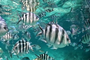 Au départ de Blue Bay : Excursion en bateau rapide sur l'Ile aux Cerfs avec BBQ