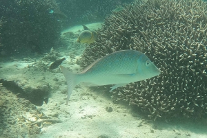 Au départ de Blue Bay : Excursion en bateau rapide sur l'Ile aux Cerfs avec BBQ