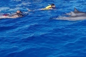 Golfinhos de dia inteiro assistindo Ile aux Benitiers e Crystal Rock