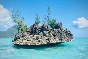 Golfinhos de dia inteiro assistindo Ile aux Benitiers e Crystal Rock