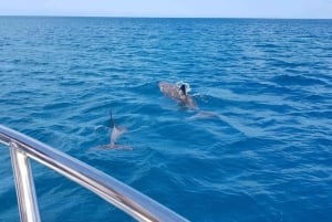 Golfinhos de dia inteiro assistindo Ile aux Benitiers e Crystal Rock