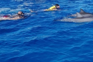 Kokopäivän delfiinien katselu Ile aux Benitiers & Crystal Rock