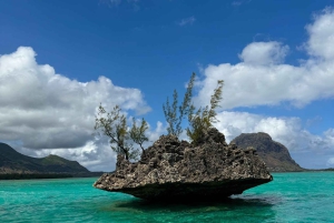 Koko päivä: Ympäristöystävällinen delfiinikohtaaminen ja grilli Benitier-saarella