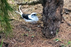 Grand Baie: Northern Isles Catamaran & Tropical BBQ