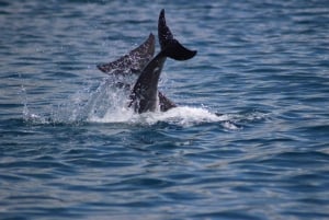 Grande Riviere Noire: Boat Tour and Swimming with Dolphins