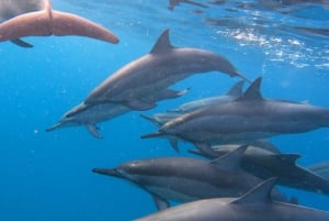 Grande Riviere Noire: Boat Tour and Swimming with Dolphins