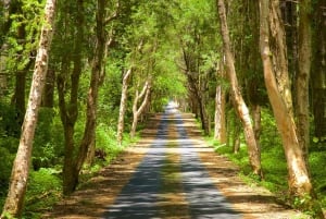 Hiking the Black River Gorges: Full-day incl Lunch &Transfer