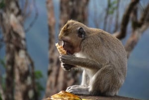 Hiking the Black River Gorges: Full-day incl Lunch &Transfer