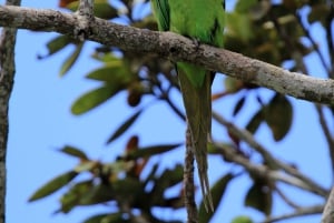 Hiking the Black River Gorges: Full-day incl Lunch &Transfer