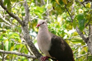 Hiking the Black River Gorges: Full-day incl Lunch &Transfer