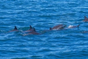Ile aux Benitier: tour con avvistamento dei delfini e pranzo