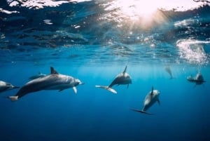 Ile aux Benitier: tour con avvistamento dei delfini e pranzo