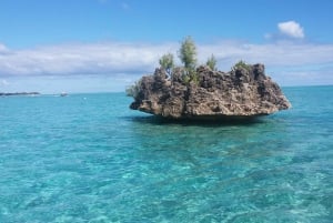 Île aux Bénitiers: Snorkeling z delfinami Wycieczka łodzią i lunch