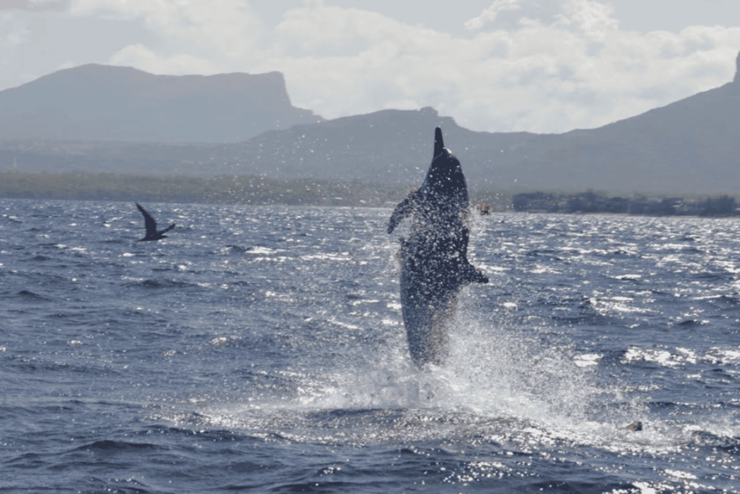 Île aux Bénitiers Buceo con delfines + Comida marinera
