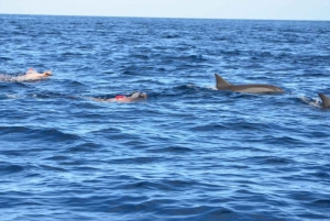 Île aux Bénitiers Snorkeling with Dolphins + Seafood Lunch