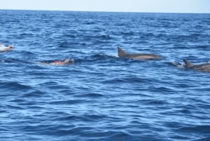 Île aux Bénitiers : plongée en apnée avec les dauphins + déjeuner de fruits de mer