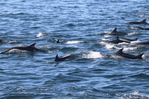 Île aux Bénitiers : plongée en apnée avec les dauphins + déjeuner de fruits de mer
