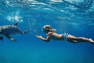 Île aux Bénitiers Buceo con delfines + Comida marinera