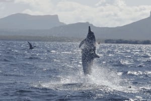 Île aux Bénitiers Buceo con delfines + Comida marinera