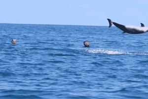 Île aux Bénitiers Speedboat + Dolphins Swimming & Lunch