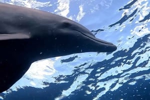 Île aux Bénitiers: Swim with Dolphins & BBQ Lunch