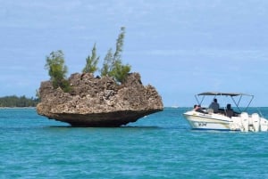 Ilha dos Bénitiers: Nadar com golfinhos e almoço com churrasco