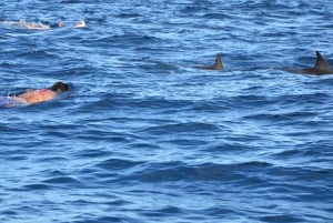Ilha dos Bénitiers: Nadar com golfinhos e almoço com churrasco