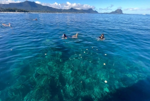 Ile aux Benitiers/ Nuota con i delfini/ Snorkeling/pranzo/