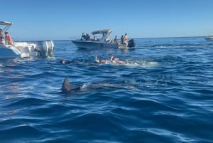 Ile aux Benitiers/ Nage avec les dauphins / plongée en apnée / déjeuner /