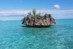 Île aux Bénitiers Snorkeling with Dolphins, Lunch & Transfer