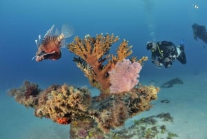 Ile Aux Cerfs Catamaran Cruise seiler fra Mahebourg