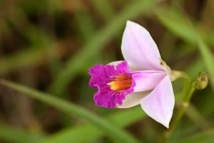 Ile aux Cerfs: saari- ja vesiputousretki pikaveneellä lounaalla