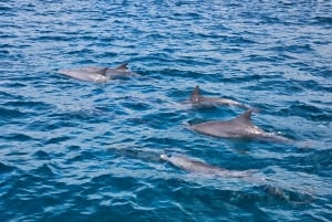 ÎLE AUX CERFS EN HORS-BORD - 5 îles de l'Est avec transfert.