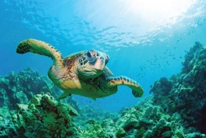 Ile aux Cerfs Speedboat Trip with Pickup and BBQ Lunch