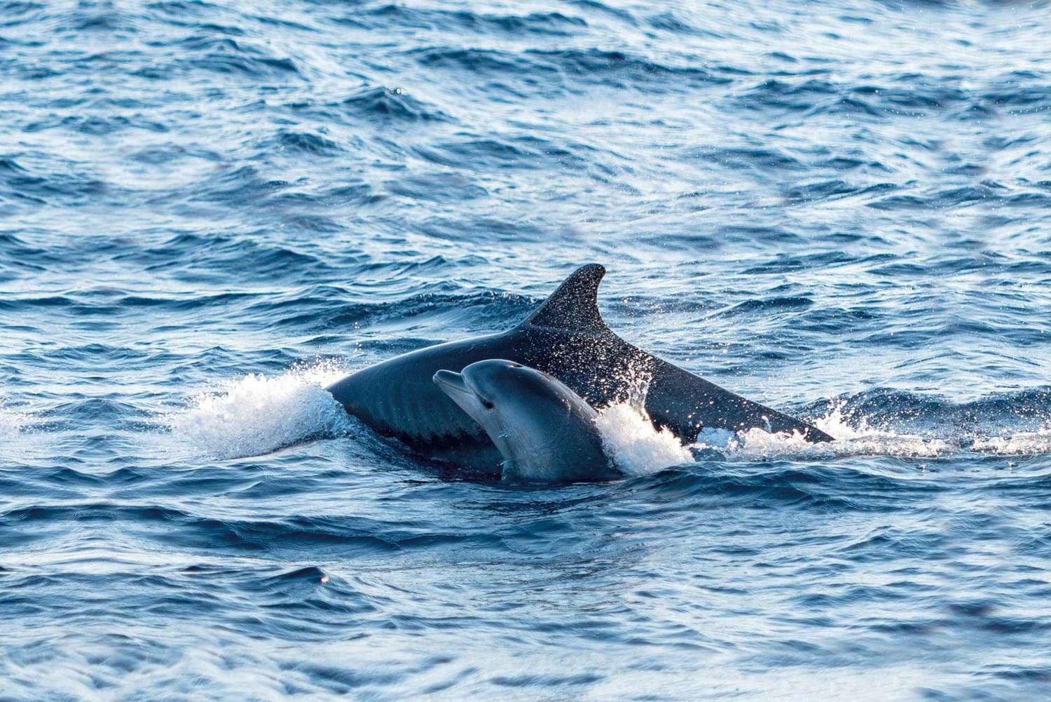 Ile aux Cerfs: El mejor día en catamarán.